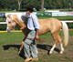 3palomino8.jpg